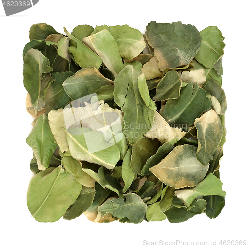 Image of Kaffir Lime Leaf Herb