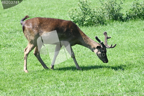 Image of fallow deer-bull