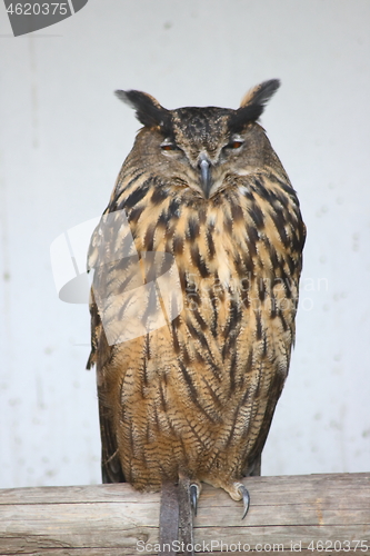 Image of eagle owl (Bubo bubo) 