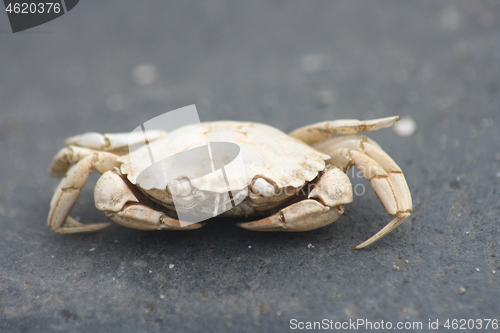 Image of beach crab (Carcinus maenas)