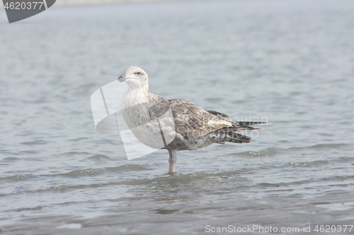 Image of Herring gull (Larus argentatus) i