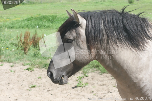 Image of stallion Iceland 