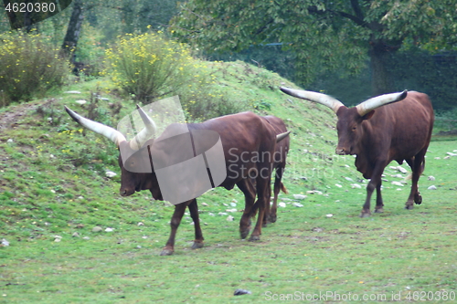 Image of Watusi cattle