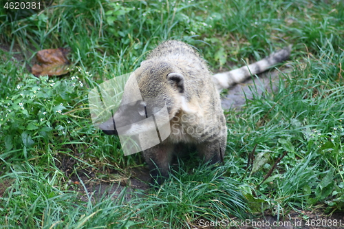 Image of coati (Nasua)