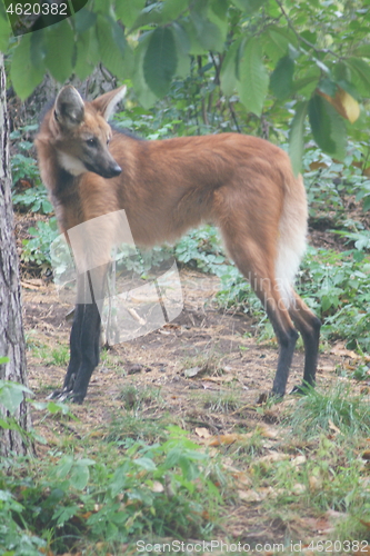 Image of maned wolf (Chrysocyon brachyurus)