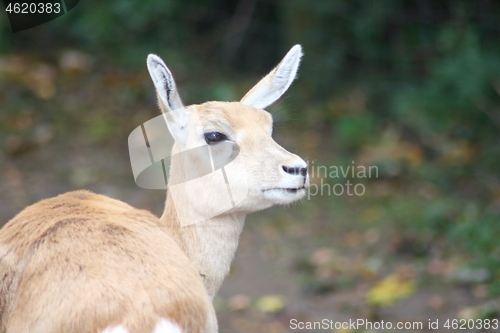 Image of blackbuck antelope (Antilope cervicapra) 