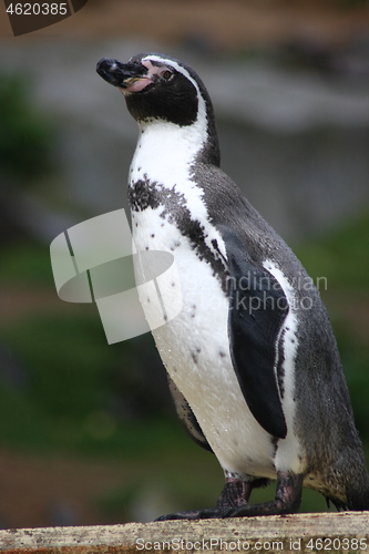 Image of Humboldt penguin (Spheniscus humboldti)