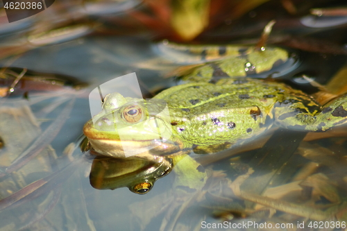 Image of green water frog     