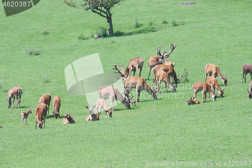 Image of a herd of deer