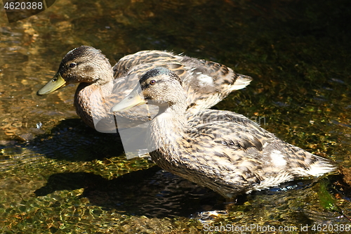 Image of mallards (Anas platyrhynchos) 