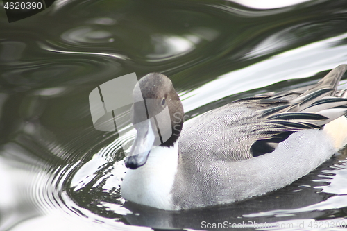 Image of male pintail (Anas acuta)