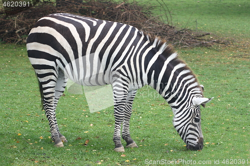 Image of Burchell&#39;s zebra (Equus quagga)