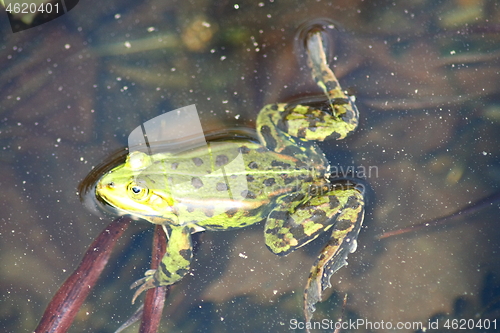 Image of green water frog 