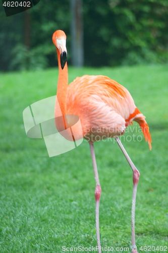 Image of red flamingo (Phoenicopterus ruber)