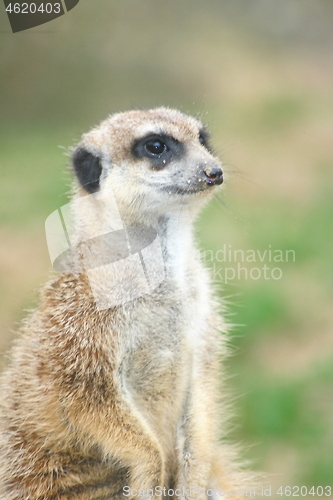 Image of Meerkat (Suricata suricatta) 