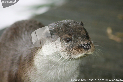 Image of river otter 