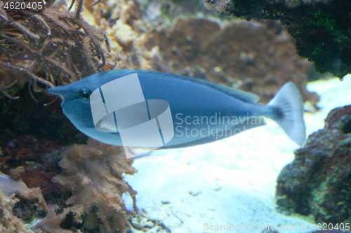 Image of blue fish