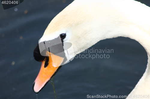 Image of mute swan