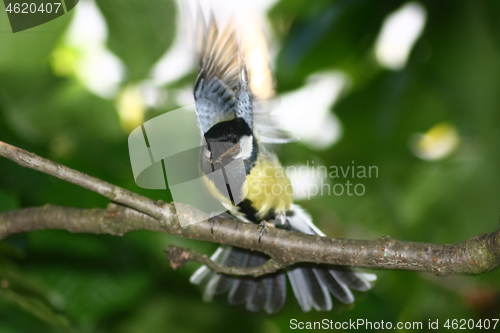 Image of Great Tit (Parus major)