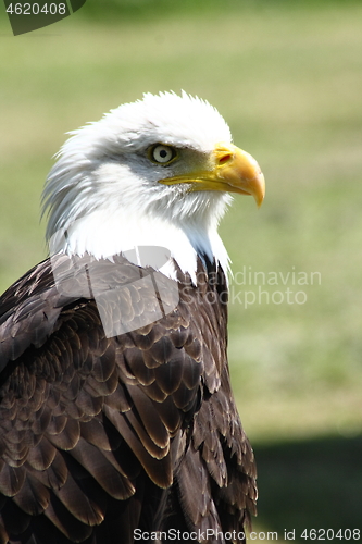 Image of  bald eagle (Haliaeetus leucocephalus) 