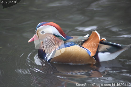 Image of Mandarin duck (Aix galericulata)