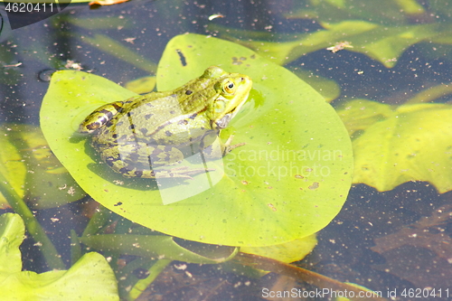 Image of water frog 