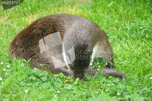 Image of otter 