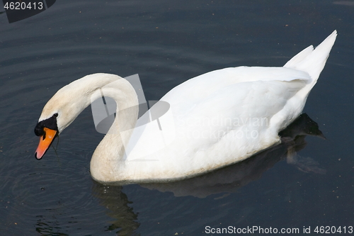 Image of Mute Swan (Cygnus olor)