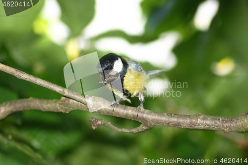 Image of great tit (Parus major)