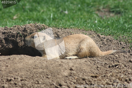 Image of prairie dog (Cynomys)