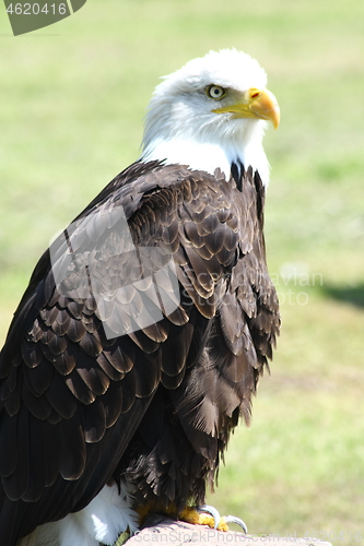 Image of bald eagle (Haliaeetus leucocephalus) 