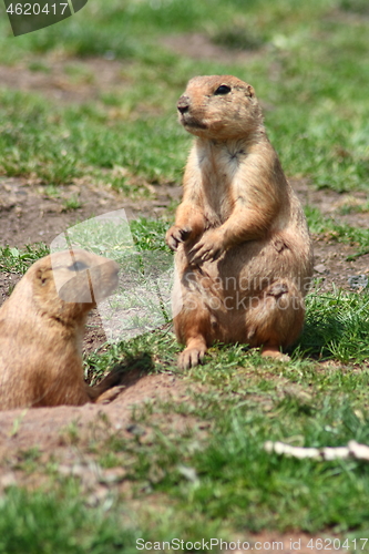 Image of prairie dogs (Cynomys)