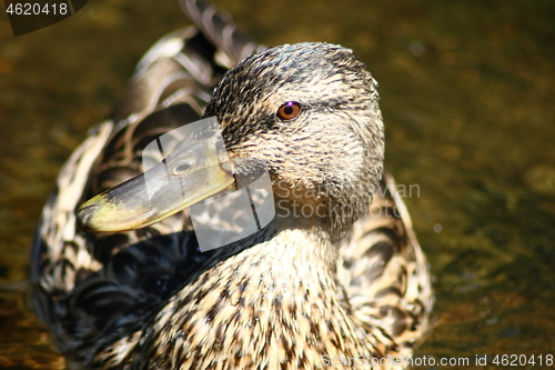 Image of  mallard (Anas platyrhynchos) 