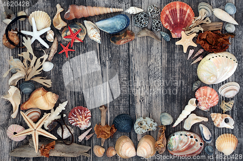 Image of Seashell Driftwood & Pebble Abstract Background