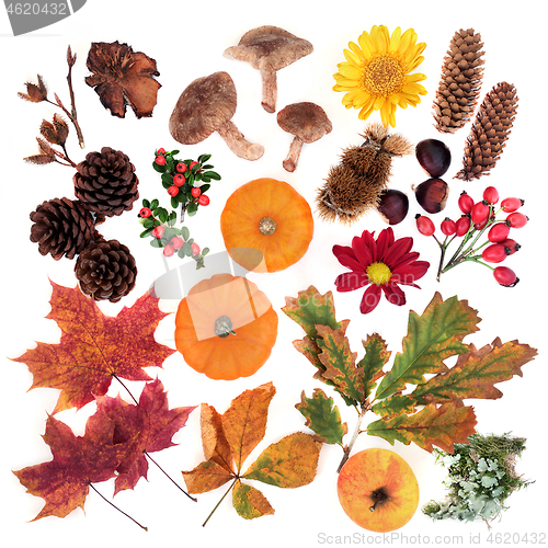 Image of Nature Study of Autumn Food & Flora