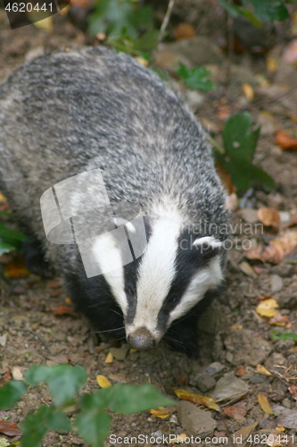 Image of badger (Melina)