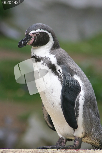 Image of Humboldt penguin (Spheniscus humboldti) 