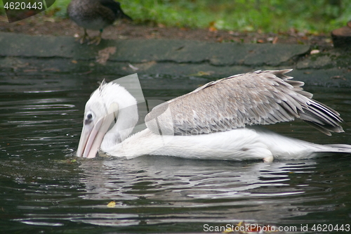 Image of white pelican (Pelecanus onocrotalus) 