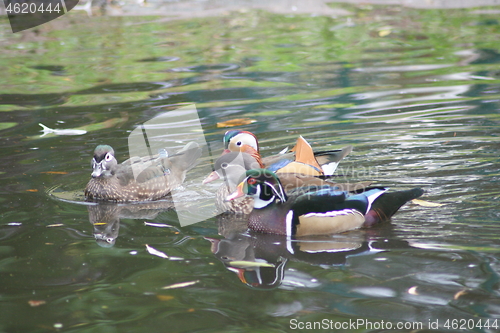 Image of Mandarin duck (Aix galericulata) and Wood Duck (Aix sponsa)