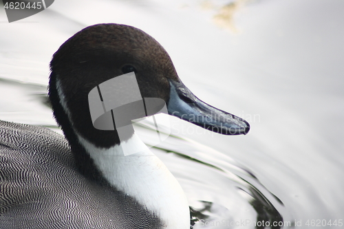 Image of pintail,(Anas acuta)