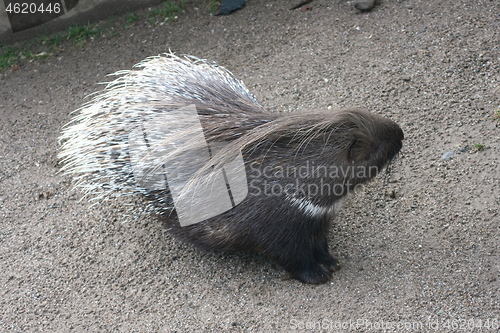 Image of Porcupine (Hystricidae)