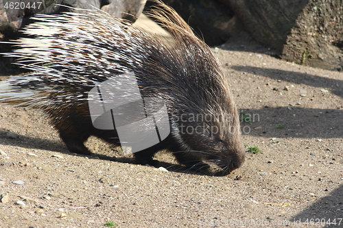 Image of Porcupine (Hystricidae) 