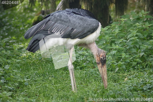 Image of marabou, (Leptoptilos crumeniferus) 