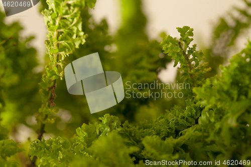 Image of Studio photo shoot of a Nephrolepis exaltata blue bell fern.