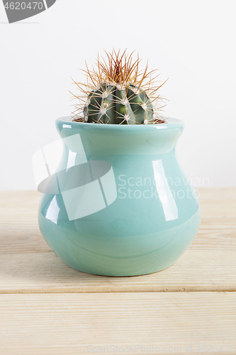 Image of Genus Echinocactus Cactus a potted plant in a turquoise pot