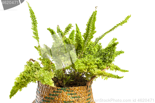 Image of Studio photo shoot of a Nephrolepis exaltata blue bell fern.