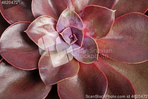 Image of Echeveria lilacina plant. Ghost Echeveria is a species of succulent plants.