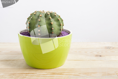 Image of Genus Echinocactus Cactus a potted plant in a green pot