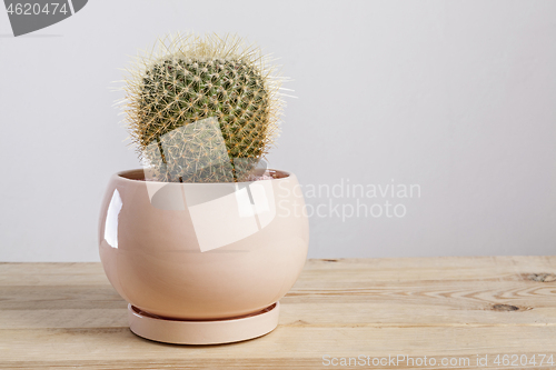 Image of Mammilaria Geminispina Cactus plant in a pot.