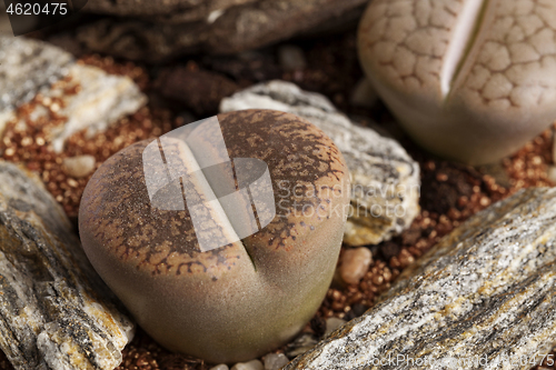 Image of Lithops, The living stone plant in transparent vase